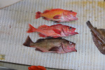 3 out of the 4 different types of rockfish we pulled up: POP, yelloweye, and dusky.