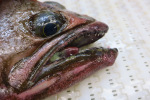 An arrowtooth flounder- check out those teeth!