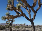 Joshua Tree National Park