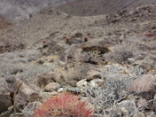 Joshua Tree National Park