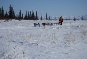 Musher and dog team cruising along the Iditarod National Historic Trail.