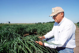 Switchgrass can yield almost twice as much ethanol as corn, estimates geneticist Ken Vogel, who is conducting breeding and genetics research on switchgrass to improve its biomass yield and its ability to recycle carbon as a renewable energy crop.
Photo by Brett Hampton.