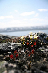 Cecile Patrelle - Endemic plant from Lapland Kilpisjärvi Diapensia lapponica Diapensia Uuvana