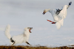 Sergey Gorshkov - Fox vs Goose