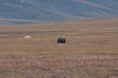 Alexander Gruzdev - Polar bear and muskox