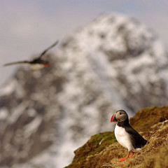 Bo Eide - The endangered Atlantic Puffin