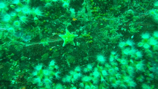 Seastar from Katrina Poremba from the dive at Thumb's Cove.