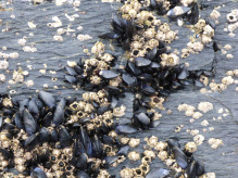 Mussels and barnacles on a rock in Terror Bay.