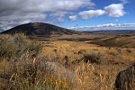 Sagebrush thumbnail