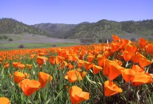 A field of flowers fills the hillside in the Berryessa Snow Mountain National Monument.