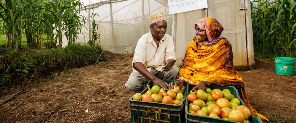 Through the introduction of low-cost greenhouses and high-quality seeds, tomato farmers are seeing increases in yields.