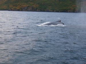 One whale was just 20 feet from the launch!