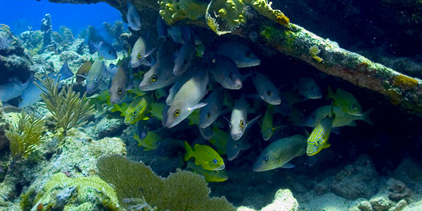 florida keys national marine sanctuary