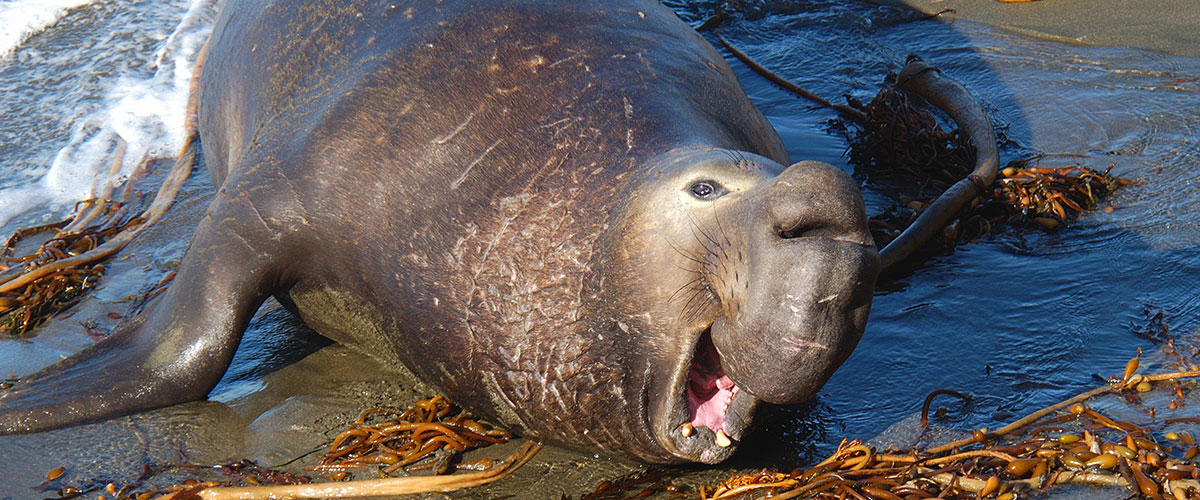 photo of an elephant seal