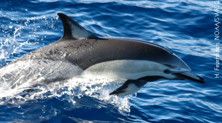 common_dolphin