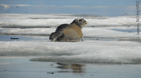 bearded_seal