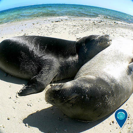 photo of monk seals on a beach