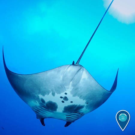 photo of a manta ray