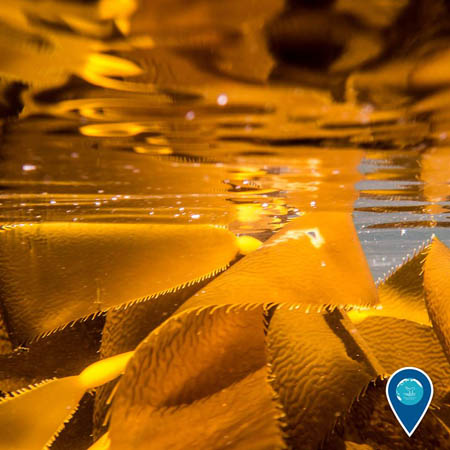 photo of yellow kelp