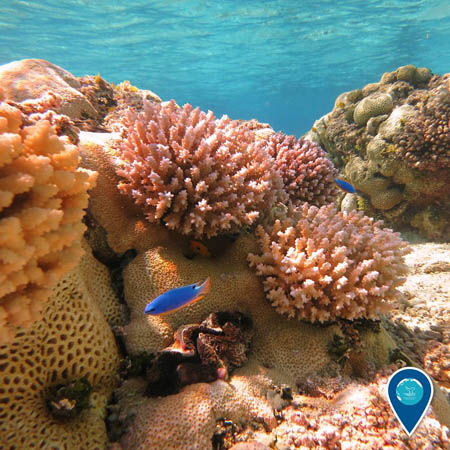 photo of a coral reef and fish