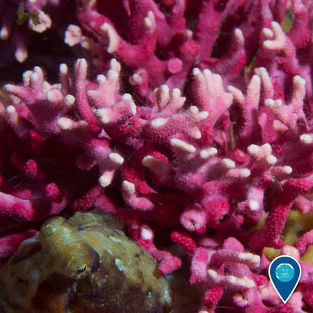 photo of an octopus hiding in pink coral