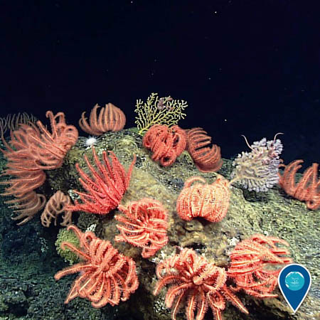 photo of bright corals