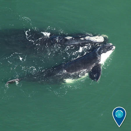 photo of two right whales