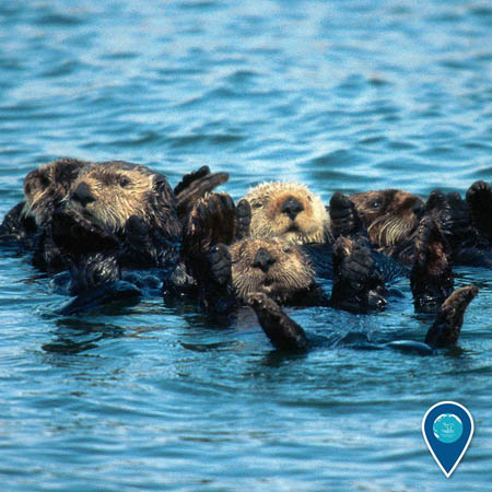 photo of a group of otters floating in the water