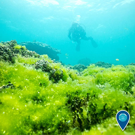 photo of a diver and green algae growing on coral under water