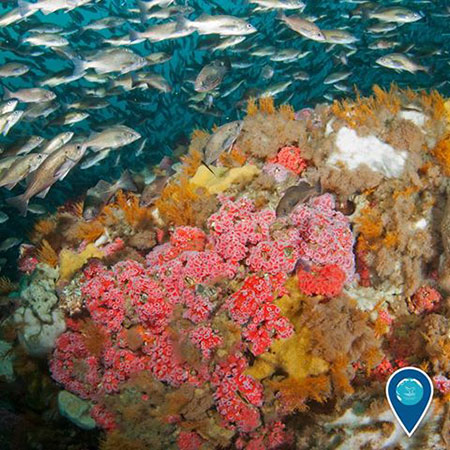 photo of a very colorful coral