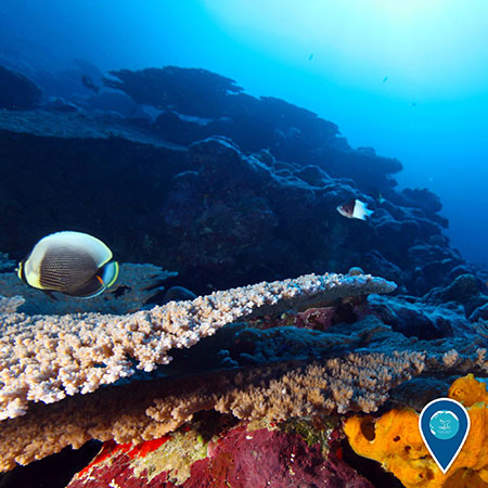 photo of colorful coral and fish