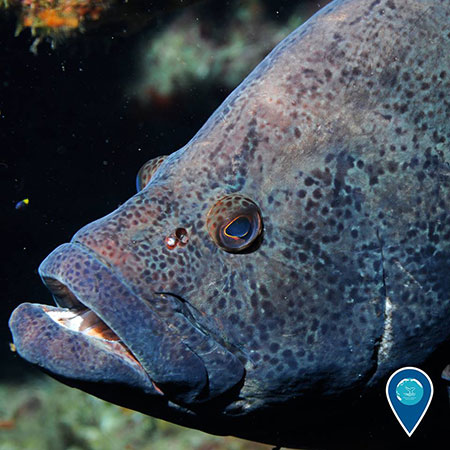 photo of a grouper up close