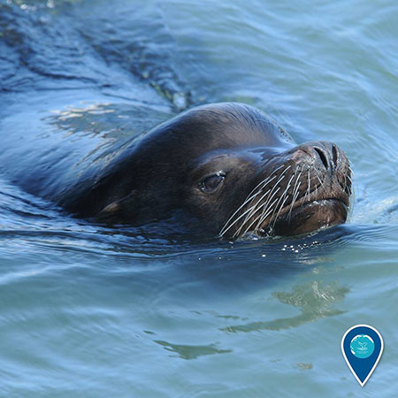 photo of a sea lion up close