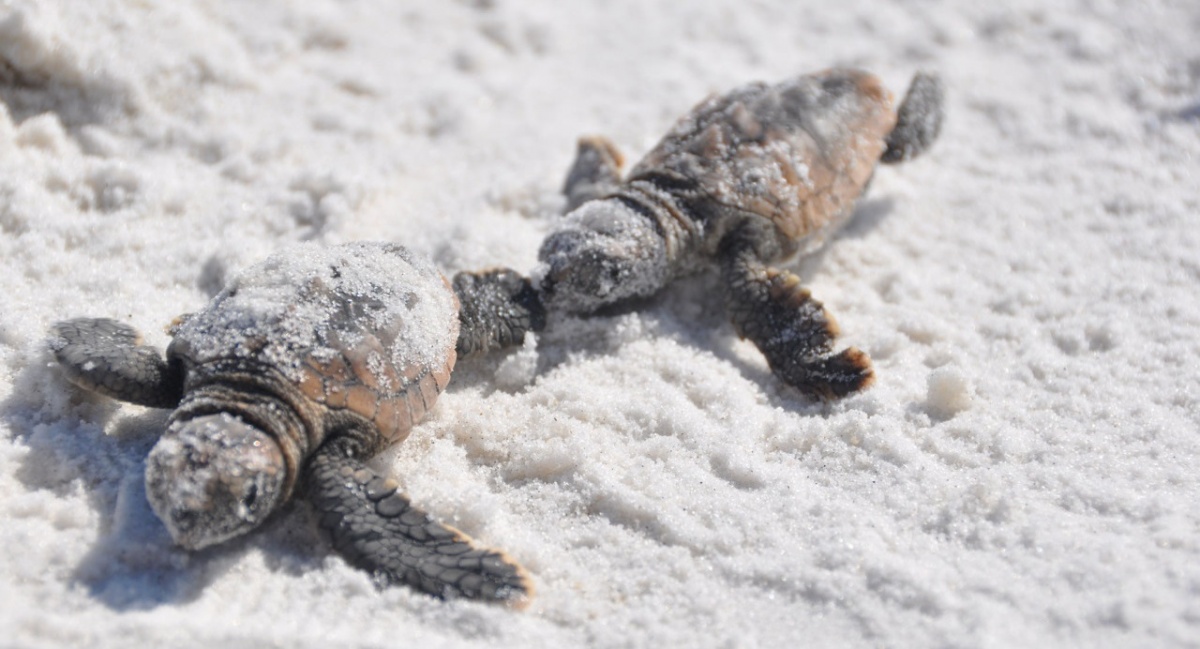 Two turtles on beach off the gulf coast. BLM photo.