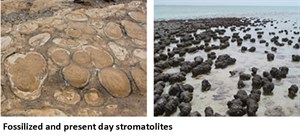 Stromatolites 1
