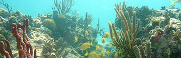 Underwater at the Jobos Bay National Estuarine Research Reserve