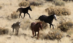 Four dark-colored horses run through sagebrush.