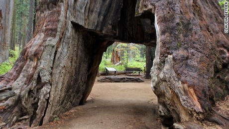 Pioneer Cabin tree in California&#39;s Calaveras Big Trees State Park