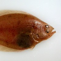 Picture of a Bering flounder