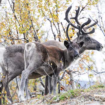 Reindeer mother and young calf