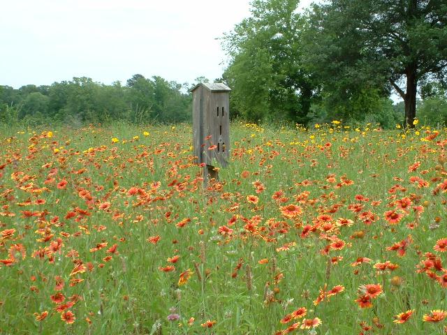 Wildflowers in a Park