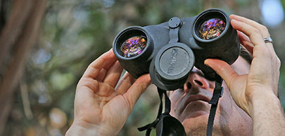 Biologist Jeff Phillips observes roosting monarchs. Photo by Ashley Spratt, USFWS.