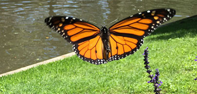 Monarch butterflies on goldenrod. Photo by Rachel Laubhan, USFWS.