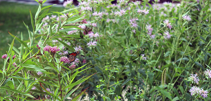 Pollinator garden in Minneapolis, Minnesota. Photo by Courtney Celley, USFWS.