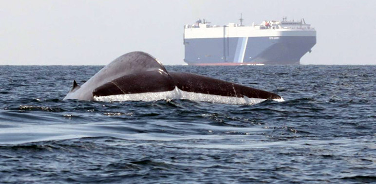 New Forecast Tools Help Ships Avoid Whale Hotspots