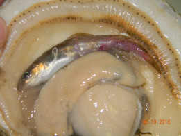 Red hake minnow found in its scallop.