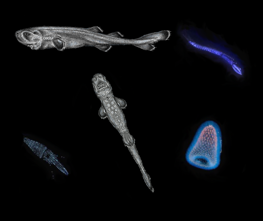 bioluminescent creatures