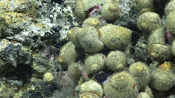 These snails were seen on a newly discovered hydrothermal vent field at Chammoro Seamount, during the Okeanos Explorer 2016 Deepwater Exploration of the Marianas expedition. The Falkor will explore along this seamount in December 2016. Image courtesy of NOAA Office of Ocean Exploration and Research, 2016 Deepwater Exploration of the Marianas.