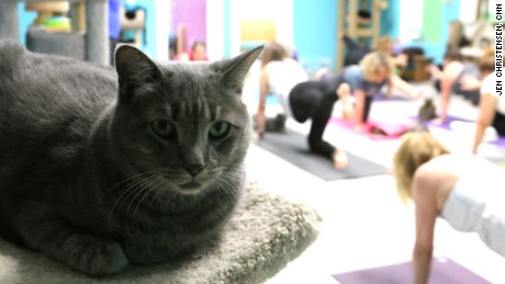 A cat sits in judgment as women practice yoga behind him