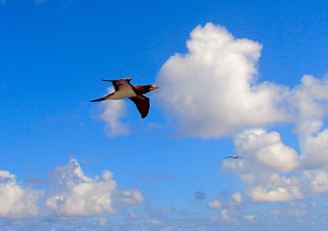 Brown Booby in Flight